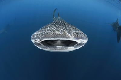 54b36a4a4ba7f4b0ee1fd050724c3ab3_201110Whaleshark-19.jpg