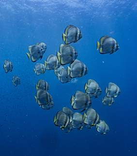 49a2fa182d25387bbdceb5533134199b_오형석-bat_fish_obangrapher.jpg